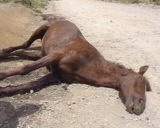 Los caballos que mueren en El Rocío